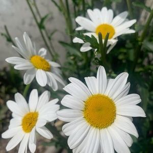 Meet your Posher, Teri lee